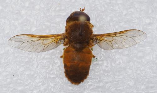 Réf. 240 089 : Cryptotylus unicolor